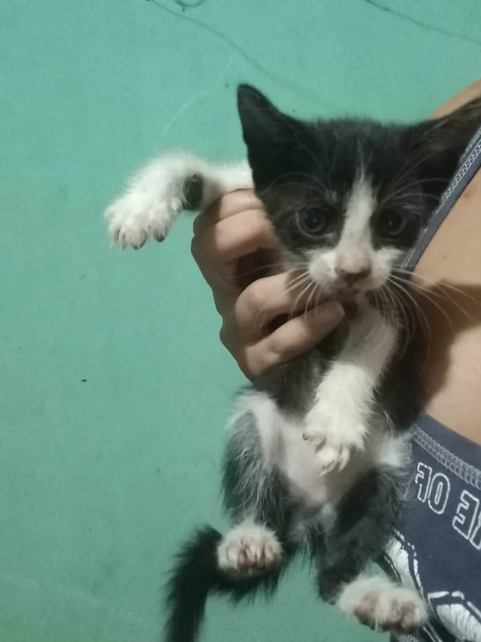 Gato ra a SRD-ViraLata idade 2 a 6 meses nome 5 filhotes de gato pelagem preta e branca para adoção responsável 