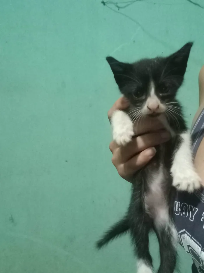 Gato ra a SRD-ViraLata idade 2 a 6 meses nome 5 filhotes de gato pelagem preta e branca para adoção responsável 