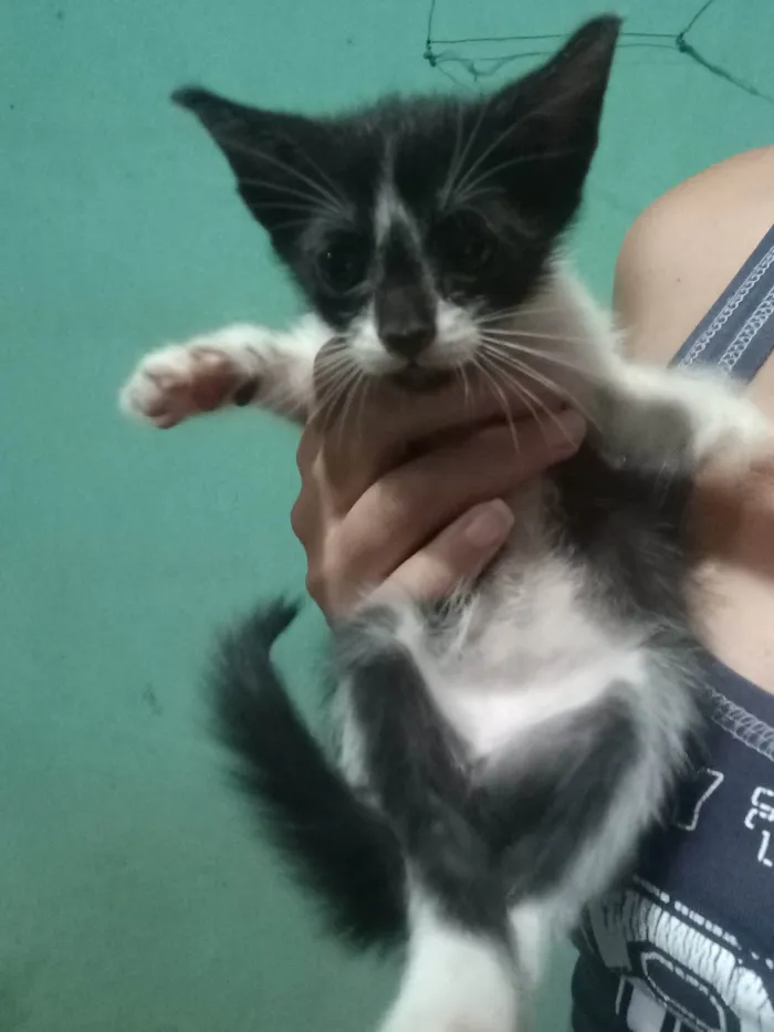 5 filhotes de gato pelagem preta e branca para adoção responsável 