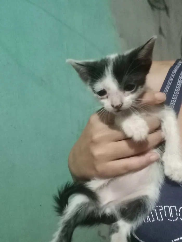 5 filhotes de gato pelagem preta e branca para adoção responsável 