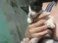 5 filhotes de gato pelagem preta e branca para adoção responsável 