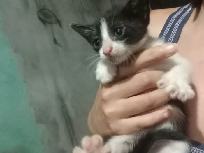 Gato ra a SRD-ViraLata idade 2 a 6 meses nome 5 filhotes de gato pelagem preta e branca para adoção responsável 