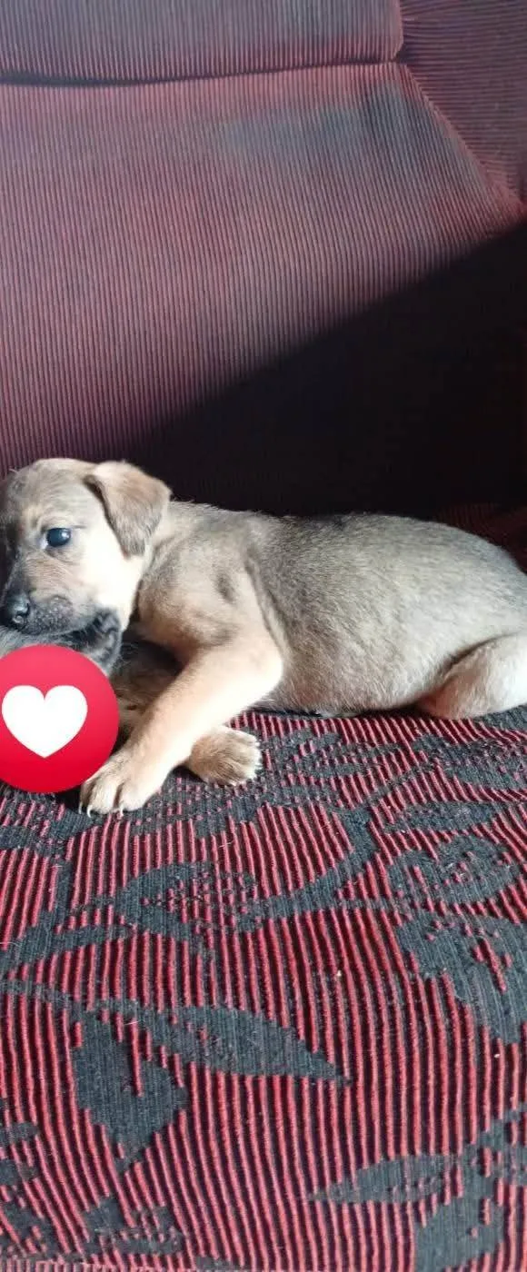 Cachorro ra a SRD-ViraLata idade 2 a 6 meses nome Sem nome 