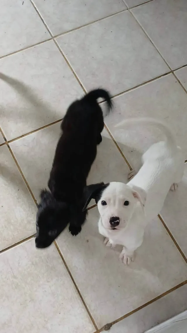 Cachorro ra a SRD-ViraLata idade 2 a 6 meses nome Sem nome 