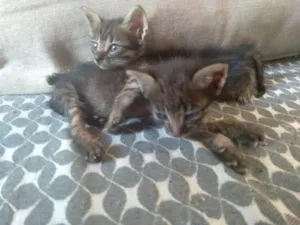Gato raça SRD-ViraLata idade Abaixo de 2 meses nome Para adoção responsável 