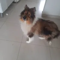 Cachorro raça Basset-Cofap idade 5 anos nome Cao chamado turu nome