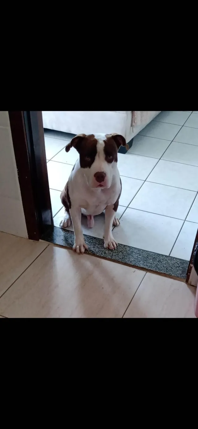 Cachorro ra a Pit-Bull idade 1 ano nome FELIPE DE SOUZA LEITE