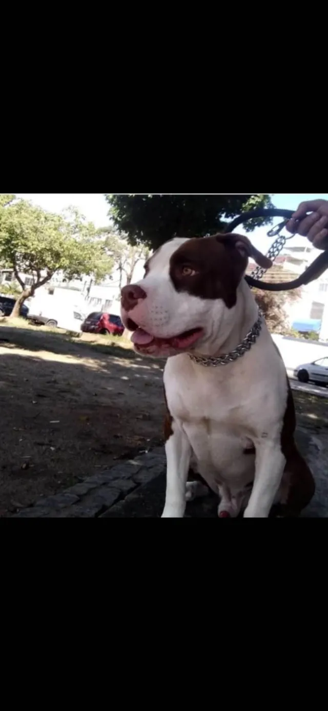 Cachorro ra a Pit-Bull idade 1 ano nome FELIPE DE SOUZA LEITE