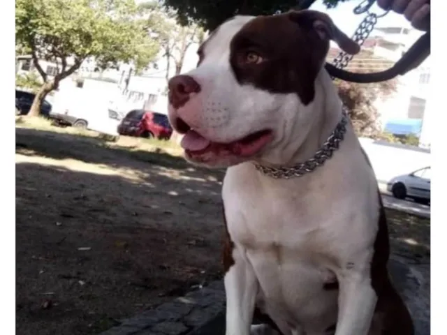 Cachorro raça Pit-Bull idade 1 ano nome FELIPE DE SOUZA LEITE