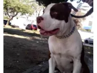 Cachorro raça Pit-Bull idade 1 ano nome FELIPE DE SOUZA LEITE