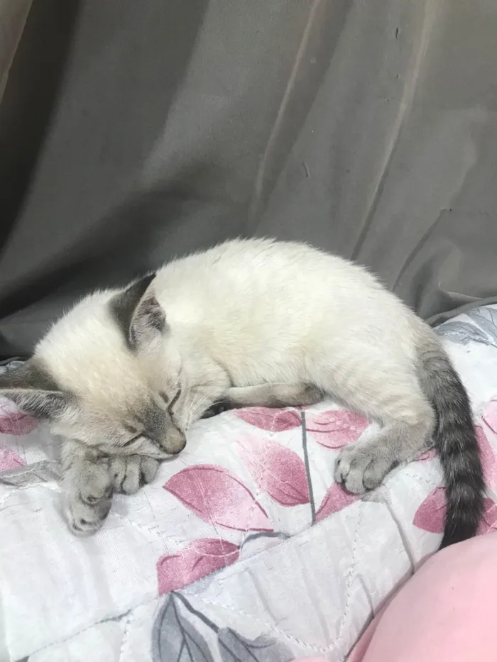 Gato ra a SRD-ViraLata idade 2 a 6 meses nome Mingal 