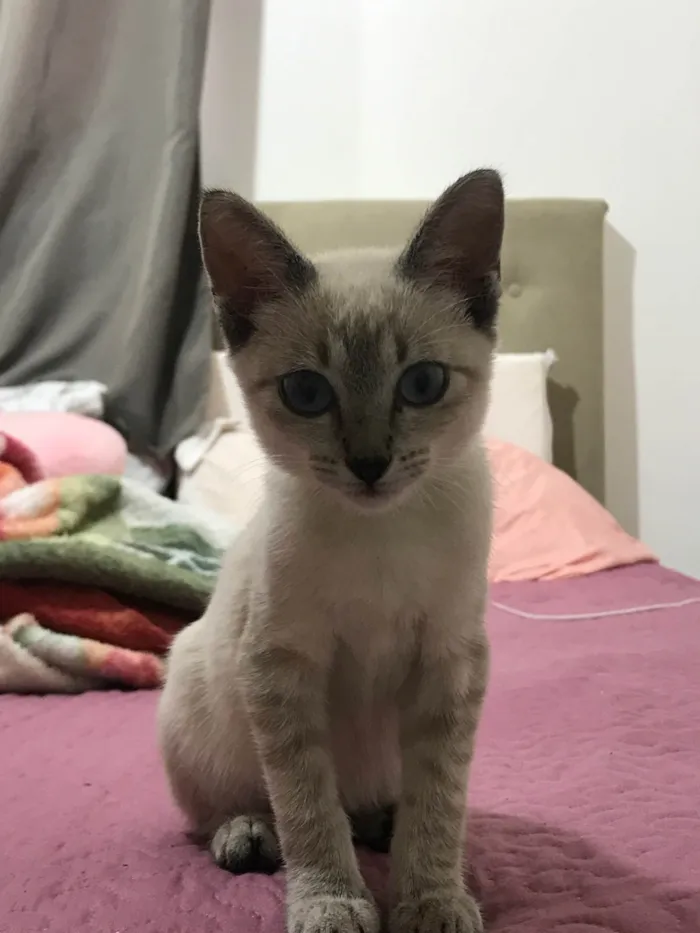 Gato ra a SRD-ViraLata idade 2 a 6 meses nome Mingal 