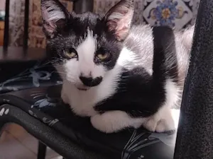 Gato ra a SRD-ViraLata idade 2 a 6 meses nome Luna