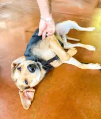 Cachorro ra a SRD-ViraLata idade 1 ano nome Bob