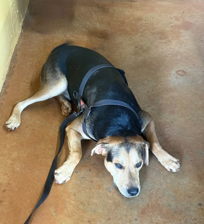 Cachorro ra a SRD-ViraLata idade 1 ano nome Bob