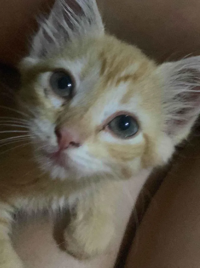 Gato ra a SRD-ViraLata idade 2 a 6 meses nome Safira