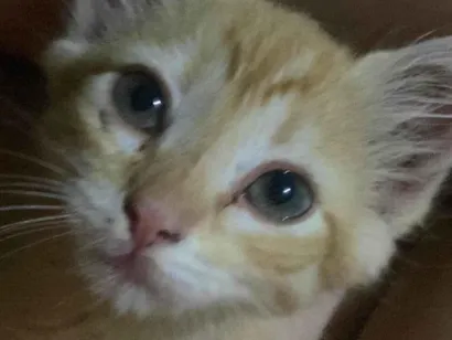 Gato raça SRD-ViraLata idade 2 a 6 meses nome Safira