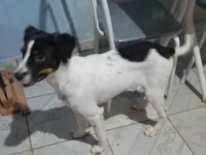Cachorro raça SRD-ViraLata idade 2 a 6 meses nome ROSALIA NASCIMENTO VIEIRA