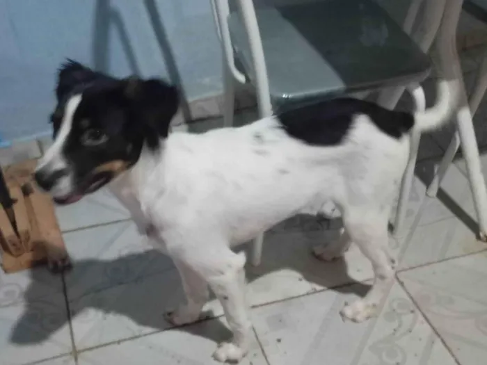 Cachorro ra a SRD-ViraLata idade 2 a 6 meses nome ROSALIA NASCIMENTO VIEIRA