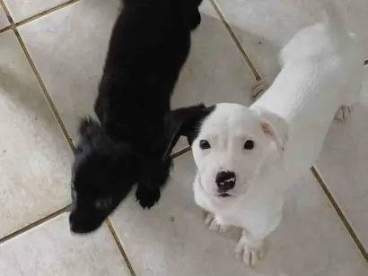 Cachorro raça SRD-ViraLata idade 2 a 6 meses nome Sem nome 