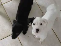 Cachorro ra a SRD-ViraLata idade 2 a 6 meses nome Sem nome 