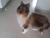 Cao chamado turu nome