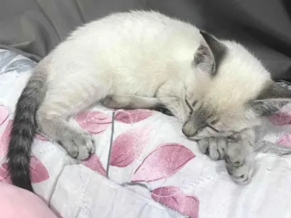 Gato raça SRD-ViraLata idade 2 a 6 meses nome Mingal 