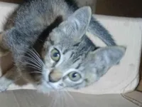 Gato ra a SRD-ViraLata idade 7 a 11 meses nome Não dei um nome