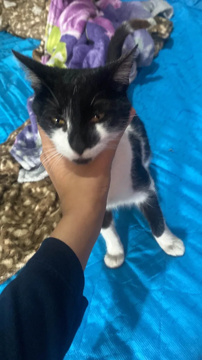 Gato ra a SRD-ViraLata idade 1 ano nome BRISA