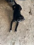 Cachorro ra a SRD-ViraLata idade 1 ano nome Ralf 