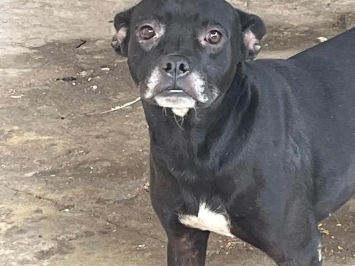 Cachorro ra a SRD-ViraLata idade 1 ano nome Ralf 