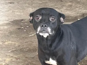 Cachorro raça SRD-ViraLata idade 1 ano nome Ralf 