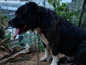 Cachorro ra a Pit-Bull idade 4 anos nome Bradock 