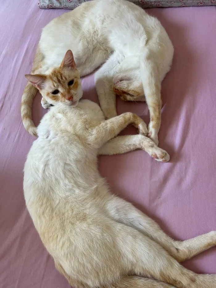 Gato ra a SRD-ViraLata idade 3 anos nome Iron e maide 