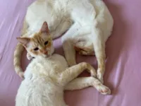 Gato ra a SRD-ViraLata idade 3 anos nome Iron e maide 