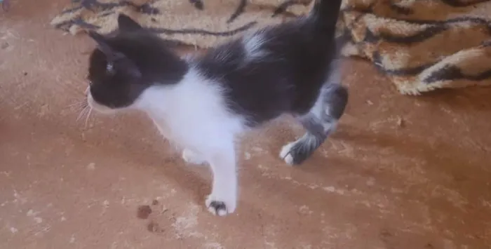 Gato ra a SRD-ViraLata idade 2 a 6 meses nome Frajolinha