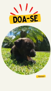 Cachorro ra a SRD-ViraLata idade Abaixo de 2 meses nome Pretinha