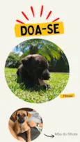 Cachorro ra a SRD-ViraLata idade Abaixo de 2 meses nome Pretinha