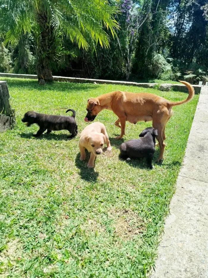 Cachorro ra a SRD-ViraLata idade Abaixo de 2 meses nome Pretinha