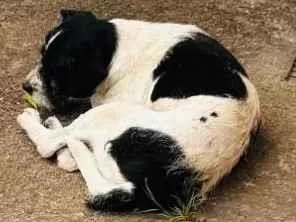 Cachorro raça SRD-ViraLata idade 6 ou mais anos nome Flocos