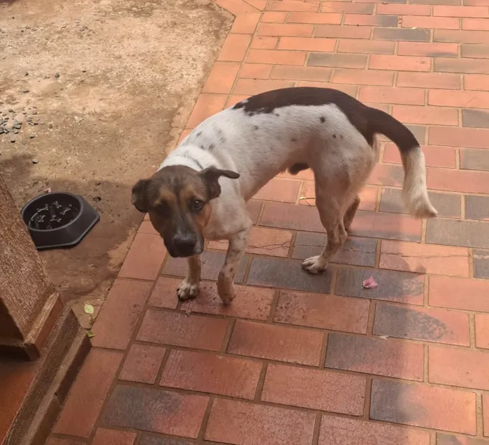 Cachorro ra a SRD-ViraLata idade 7 a 11 meses nome Theodoro