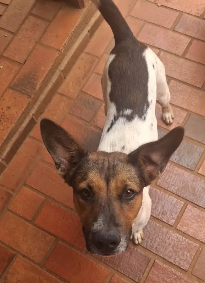 Cachorro ra a SRD-ViraLata idade 7 a 11 meses nome Theodoro