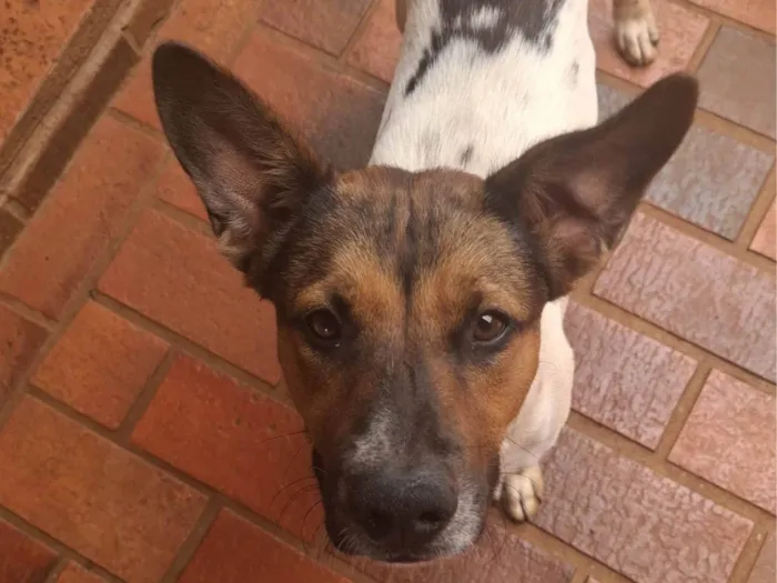 Cachorro ra a SRD-ViraLata idade 7 a 11 meses nome Theodoro