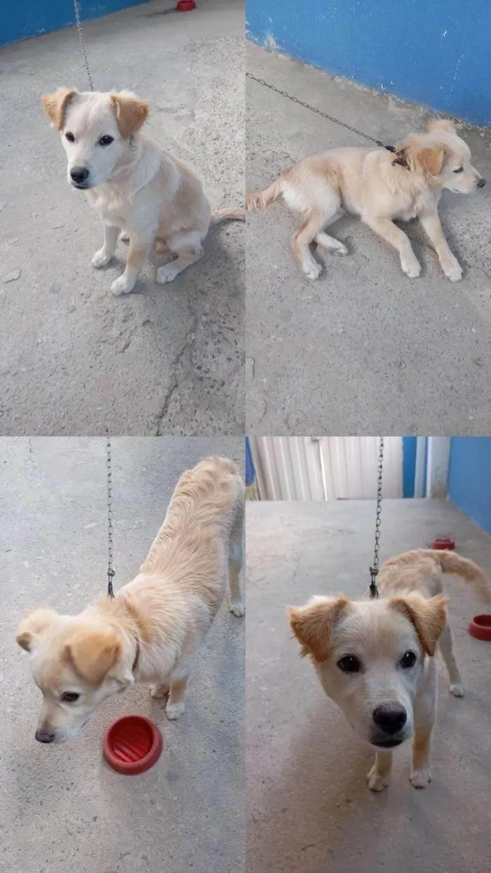 Cachorro ra a SRD-ViraLata idade 7 a 11 meses nome Billy