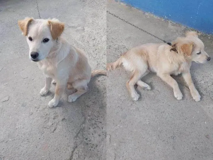 Cachorro ra a SRD-ViraLata idade 7 a 11 meses nome Billy