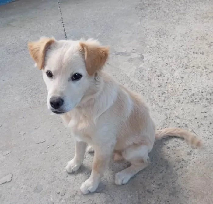 Cachorro ra a SRD-ViraLata idade 7 a 11 meses nome Billy