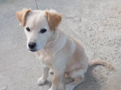 Cachorro raça SRD-ViraLata idade 7 a 11 meses nome Billy