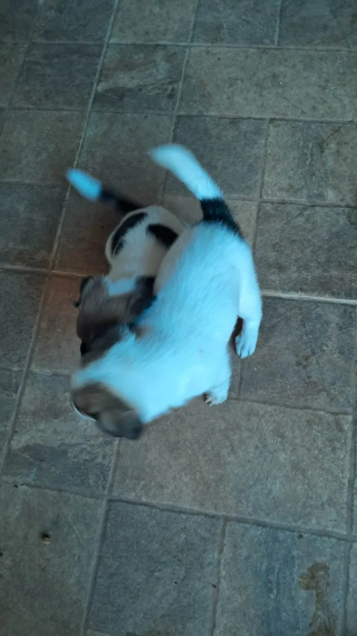 Cachorro ra a SRD-ViraLata idade Abaixo de 2 meses nome Bebes