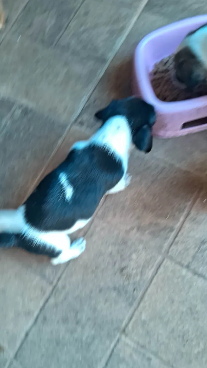 Cachorro ra a SRD-ViraLata idade Abaixo de 2 meses nome Bebes