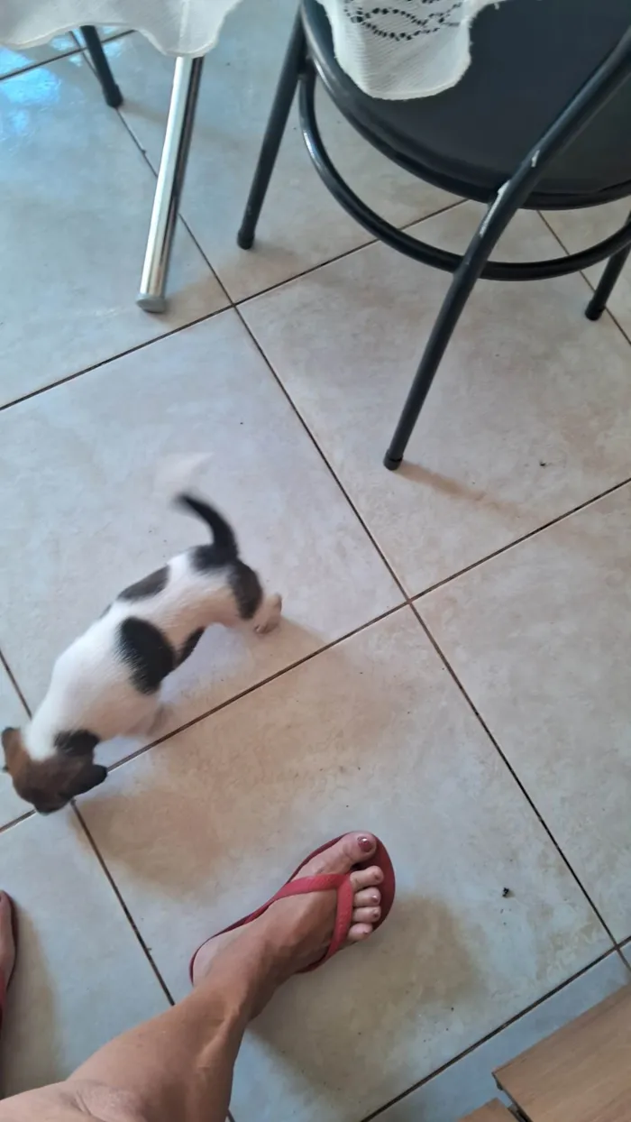 Cachorro ra a SRD-ViraLata idade Abaixo de 2 meses nome Bebes